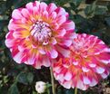 Георгин Гаваи (Dahlia Hawaii) — фото 2