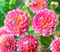 Георгин Гаваи (Dahlia Hawaii) — фото 3