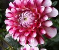 Георгин Гаваи (Dahlia Hawaii) — фото 4