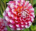 Георгин Гаваи (Dahlia Hawaii) — фото 5