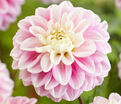 Георгин Гаваи (Dahlia Hawaii) — фото 7
