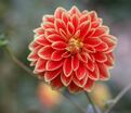 Георгин Гарден Фестиваль (Dahlia Garden Festival) — фото 3