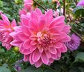 Георгин Гарри Хоек (Dahlia Gerrie Hoek) — фото 3