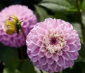 Георгин Генуя (Dahlia Genova) — фото 2