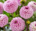 Георгин Генуя (Dahlia Genova) — фото 3