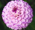 Георгин Генуя (Dahlia Genova) — фото 4