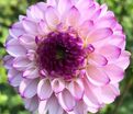 Георгин Генуя (Dahlia Genova) — фото 5
