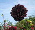 Георгин Гидеон (Dahlia Gideon) — фото 2