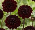 Георгин Гидеон (Dahlia Gideon) — фото 3