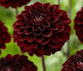 Георгин Гидеон (Dahlia Gideon) — фото 4
