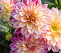 Георгин Гипнотика Тропикал Бриз (Dahlia Hypnotica Tropical Breeze) — фото 4