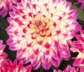 Георгин Гипнотика Тропикал Бриз (Dahlia Hypnotica Tropical Breeze) — фото 5