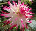Георгин Гирлингс Сорбет (Dahlia Geerlings Sorbet) — фото 2