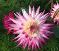Георгин Гирлингс Сорбет (Dahlia Geerlings Sorbet) — фото 3