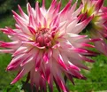 Георгин Гирлингс Сорбет (Dahlia Geerlings Sorbet) — фото 4