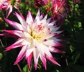 Георгин Гирлингс Сорбет (Dahlia Geerlings Sorbet) — фото 5