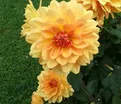 Георгин Глори Ван Нордвейк (Dahlia Glorie Van Noordwijk) — фото 2