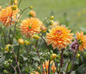 Георгин Глори Ван Нордвейк (Dahlia Glorie Van Noordwijk) — фото 3