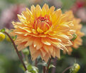 Георгин Глори Ван Нордвейк (Dahlia Glorie Van Noordwijk) — фото 4