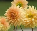 Георгин Глори Ван Нордвейк (Dahlia Glorie Van Noordwijk) — фото 5