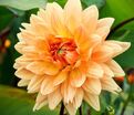 Георгин Глори Ван Нордвейк (Dahlia Glorie Van Noordwijk) — фото 6