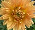 Георгин Глори Ван Нордвейк (Dahlia Glorie Van Noordwijk) — фото 7