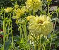 Георгин Глори оф Хемстед (Dahlia Glorie of Heemstede) — фото 2