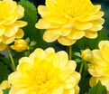 Георгин Глори оф Хемстед (Dahlia Glorie of Heemstede) — фото 3