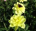 Георгин Глори оф Хемстед (Dahlia Glorie of Heemstede) — фото 4
