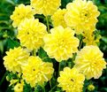 Георгин Глори оф Хемстед (Dahlia Glorie of Heemstede) — фото 5