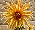 Георгин Голд Кроун (Dahlia Gold Crown) — фото 2