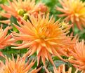 Георгин Голд Кроун (Dahlia Gold Crown) — фото 3