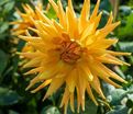 Георгин Голд Кроун (Dahlia Gold Crown) — фото 4