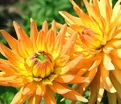 Георгин Голд Кроун (Dahlia Gold Crown) — фото 5