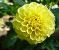 Георгин Голден Торч (Dahlia Golden Torch) — фото 2