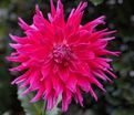 Георгин Гранд Финал (Dahlia Grand Finale) — фото 2