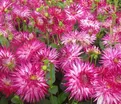 Георгин Гранд Финал (Dahlia Grand Finale) — фото 3