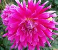 Георгин Гранд Финал (Dahlia Grand Finale) — фото 4