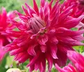Георгин Гранд Финал (Dahlia Grand Finale) — фото 5