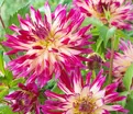 Георгин Даниэлс Фэйворит (Dahlia Daniel's Favourite) — фото 2