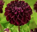 Георгин Дарк Спирит (Dahlia Dark Spirit) — фото 4