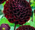 Георгин Дарк Спирит (Dahlia Dark Spirit) — фото 6