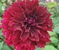 Георгин Дарк Фубуки (Dahlia Dark Fubuki) — фото 2