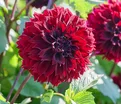 Георгин Дарк Фубуки (Dahlia Dark Fubuki) — фото 3
