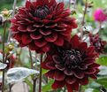Георгин Дарк Фубуки (Dahlia Dark Fubuki) — фото 4