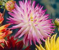 Георгин Датч Эксплоужен (Dahlia Dutch Explosion) — фото 3