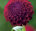 Георгин Даунхэм Роял (Dahlia Downham Royal) — фото 2