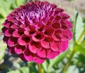 Георгин Даунхэм Роял (Dahlia Downham Royal) — фото 3