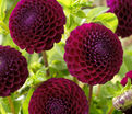 Георгин Даунхэм Роял (Dahlia Downham Royal) — фото 4
