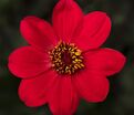 Георгин Делегрия Биколор (Dahlia Dahlegria Bicolore) — фото 2